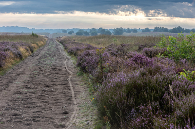 <i class='fa fa-user'></i>&nbsp;David&nbsp;|  Hoog Buurlose heide&nbsp; <i class='fa fa-eye'>&nbsp;130</i> &nbsp;<i class='fa fa-thumbs-up'>&nbsp;2</i> &nbsp; <i class='fa fa-comment-o'>&nbsp;11</i>