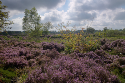 <i class='fa fa-user'></i>&nbsp;Hendrik van Kampen&nbsp;|  Merskenheide&nbsp; <i class='fa fa-eye'>&nbsp;105</i> &nbsp;<i class='fa fa-thumbs-up'>&nbsp;1</i> &nbsp; <i class='fa fa-comment-o'>&nbsp;8</i>