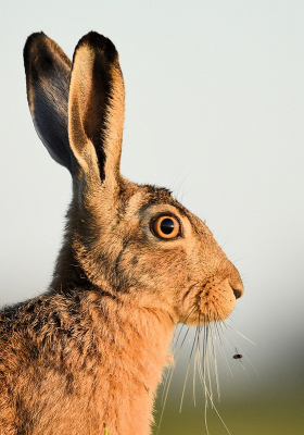 <i class='fa fa-user'></i>&nbsp;robert-jan&nbsp;|  Haas&nbsp; <i class='fa fa-eye'>&nbsp;74</i> &nbsp;<i class='fa fa-thumbs-up'>&nbsp;1</i> &nbsp; <i class='fa fa-comment-o'>&nbsp;4</i>