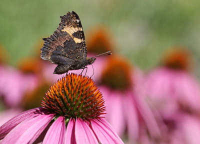 <i class='fa fa-user'></i>&nbsp;Ad Sprang&nbsp;|  Kleine Vos&nbsp; <i class='fa fa-eye'>&nbsp;78</i> &nbsp;<i class='fa fa-thumbs-up'>&nbsp;6</i> &nbsp; <i class='fa fa-comment-o'>&nbsp;8</i>