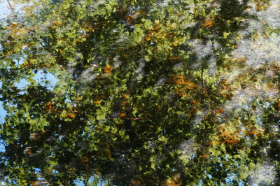 <i class='fa fa-user'></i>&nbsp;hesterb&nbsp;|  Kringen in vlekken&nbsp; <i class='fa fa-eye'>&nbsp;85</i> &nbsp; <i class='fa fa-comment-o'>&nbsp;3</i>