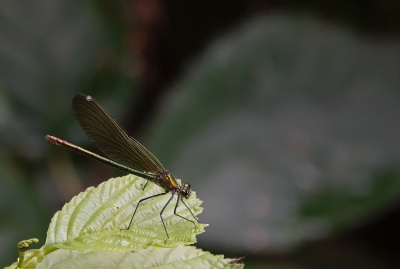 <i class='fa fa-user'></i>&nbsp;nelappelmelk&nbsp;|  Weidebeekjuffer&nbsp; <i class='fa fa-eye'>&nbsp;57</i> &nbsp; <i class='fa fa-comment-o'>&nbsp;2</i>