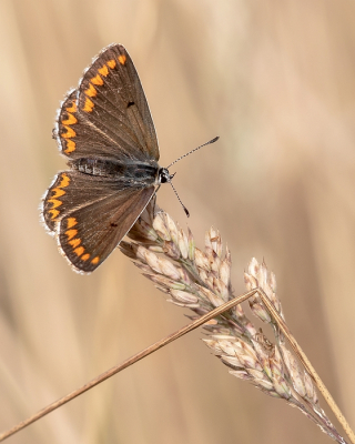 <i class='fa fa-user'></i>&nbsp;Johan van Gurp&nbsp;|  Bruin Blauwtje&nbsp; <i class='fa fa-eye'>&nbsp;71</i> &nbsp;<i class='fa fa-thumbs-up'>&nbsp;1</i> &nbsp; <i class='fa fa-comment-o'>&nbsp;7</i>