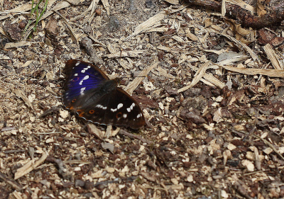 <i class='fa fa-user'></i>&nbsp;Paul Vandebroek&nbsp;|  Grote Weerschijnvlinder&nbsp; <i class='fa fa-eye'>&nbsp;84</i> &nbsp; <i class='fa fa-comment-o'>&nbsp;4</i>