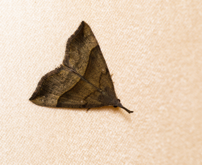 <i class='fa fa-user'></i>&nbsp;janvangastel&nbsp;|  Bruine Snuituil&nbsp; <i class='fa fa-eye'>&nbsp;61</i> &nbsp;<i class='fa fa-thumbs-up'>&nbsp;2</i> &nbsp; <i class='fa fa-comment-o'>&nbsp;2</i>