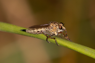 <i class='fa fa-user'></i>&nbsp;Louis56&nbsp;|  Ringpootroofvlieg&nbsp; <i class='fa fa-eye'>&nbsp;54</i> &nbsp; <i class='fa fa-comment-o'>&nbsp;0</i>