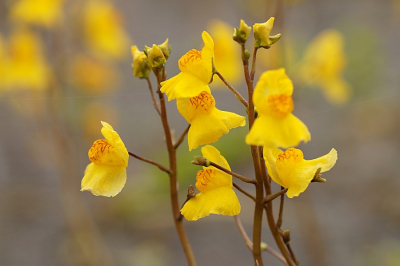 <i class='fa fa-user'></i>&nbsp;Jelle Bakker&nbsp;|  Loos Blaasjeskruid&nbsp; <i class='fa fa-eye'>&nbsp;59</i> &nbsp;<i class='fa fa-thumbs-up'>&nbsp;2</i> &nbsp; <i class='fa fa-comment-o'>&nbsp;3</i>