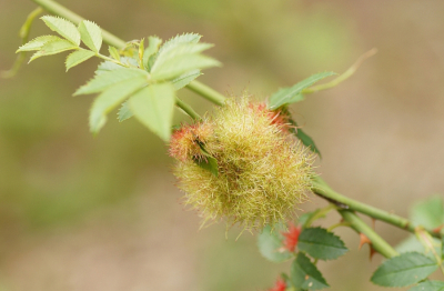 <i class='fa fa-user'></i>&nbsp;Jelle Bakker&nbsp;|  Rozenmosgalwesp&nbsp; <i class='fa fa-eye'>&nbsp;51</i> &nbsp; <i class='fa fa-comment-o'>&nbsp;0</i>