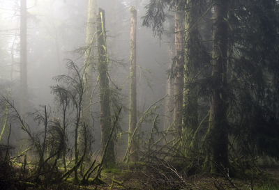 <i class='fa fa-user'></i>&nbsp;liesbeth van vliet&nbsp;|  Mijn ideale dennenbos&nbsp; <i class='fa fa-eye'>&nbsp;105</i> &nbsp;<i class='fa fa-thumbs-up'>&nbsp;1</i> &nbsp; <i class='fa fa-comment-o'>&nbsp;7</i>