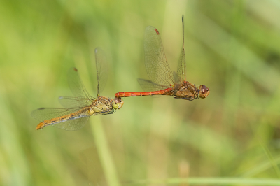 <i class='fa fa-user'></i>&nbsp;Willem Verhagen&nbsp;|  Zuidelijke Heidelibel&nbsp; <i class='fa fa-eye'>&nbsp;104</i> &nbsp;<i class='fa fa-thumbs-up'>&nbsp;12</i> &nbsp; <i class='fa fa-comment-o'>&nbsp;6</i>