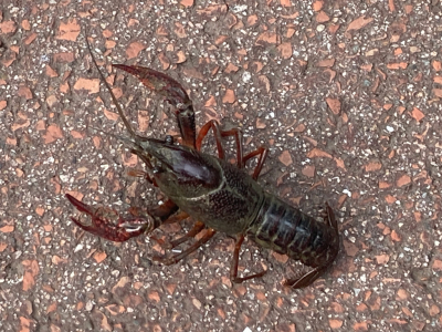 Tijdens mijn dagelijkse fietsrondje kwam ik deze rivierkreeft tegen lopend over de weg, wat een beest, groot en indrukwekkend.
Geprobeerd om er met mijn mobiel een opname van te maken.