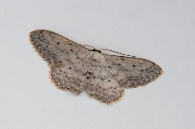 <i class='fa fa-user'></i>&nbsp;Johan van Gurp&nbsp;|  Paardenbloemspanner&nbsp; <i class='fa fa-eye'>&nbsp;60</i> &nbsp;<i class='fa fa-thumbs-up'>&nbsp;1</i> &nbsp; <i class='fa fa-comment-o'>&nbsp;3</i>