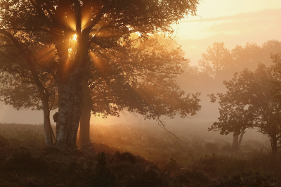 <i class='fa fa-user'></i>&nbsp;Pieter  LJ&nbsp;|  Ochtendzon&nbsp; <i class='fa fa-eye'>&nbsp;84</i> &nbsp;<i class='fa fa-thumbs-up'>&nbsp;6</i> &nbsp; <i class='fa fa-comment-o'>&nbsp;8</i>