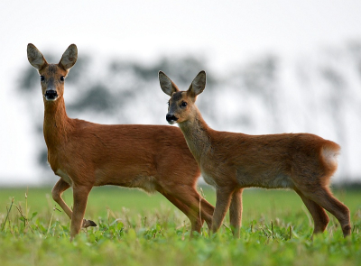 <i class='fa fa-user'></i>&nbsp;robert-jan&nbsp;|  Ree&nbsp; <i class='fa fa-eye'>&nbsp;74</i> &nbsp; <i class='fa fa-comment-o'>&nbsp;2</i>