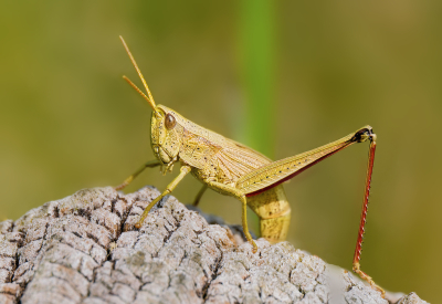 <i class='fa fa-user'></i>&nbsp;janvangastel&nbsp;|  Gouden Sprinkhaan&nbsp; <i class='fa fa-eye'>&nbsp;63</i> &nbsp;<i class='fa fa-thumbs-up'>&nbsp;4</i> &nbsp; <i class='fa fa-comment-o'>&nbsp;4</i>