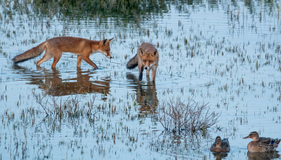 <i class='fa fa-user'></i>&nbsp;Eef Kieft&nbsp;|  Vos&nbsp; <i class='fa fa-eye'>&nbsp;122</i> &nbsp;<i class='fa fa-thumbs-up'>&nbsp;2</i> &nbsp; <i class='fa fa-comment-o'>&nbsp;7</i>