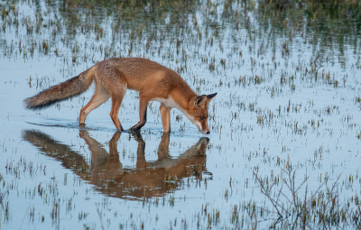 <i class='fa fa-user'></i>&nbsp;Eef Kieft&nbsp;|  Vos&nbsp; <i class='fa fa-eye'>&nbsp;96</i> &nbsp;<i class='fa fa-thumbs-up'>&nbsp;3</i> &nbsp; <i class='fa fa-comment-o'>&nbsp;1</i>