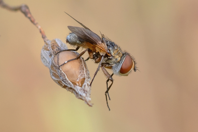 <i class='fa fa-user'></i>&nbsp;Johan van Gurp&nbsp;|  Ectophasia crassipennis&nbsp; <i class='fa fa-eye'>&nbsp;66</i> &nbsp;<i class='fa fa-thumbs-up'>&nbsp;5</i> &nbsp; <i class='fa fa-comment-o'>&nbsp;2</i>