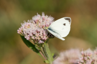 <i class='fa fa-user'></i>&nbsp;Willem Verhagen&nbsp;|  Scheefbloemwitje&nbsp; <i class='fa fa-eye'>&nbsp;71</i> &nbsp;<i class='fa fa-thumbs-up'>&nbsp;2</i> &nbsp; <i class='fa fa-comment-o'>&nbsp;6</i>