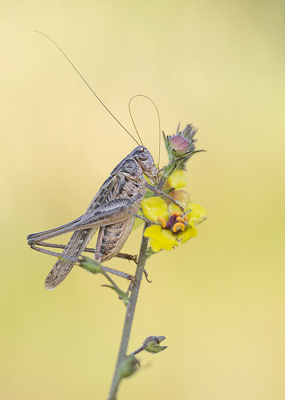 <i class='fa fa-user'></i>&nbsp;Tom&nbsp;|  Duinsabelsprinkhaan&nbsp; <i class='fa fa-eye'>&nbsp;97</i> &nbsp;<i class='fa fa-thumbs-up'>&nbsp;8</i> &nbsp; <i class='fa fa-comment-o'>&nbsp;8</i>