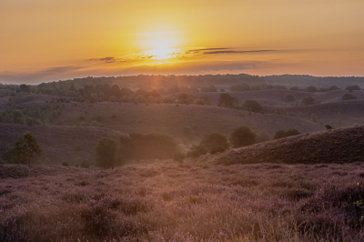 <i class='fa fa-user'></i>&nbsp;David&nbsp;|  Heide op de Posbank&nbsp; <i class='fa fa-eye'>&nbsp;69</i> &nbsp;<i class='fa fa-thumbs-up'>&nbsp;2</i> &nbsp; <i class='fa fa-comment-o'>&nbsp;6</i>