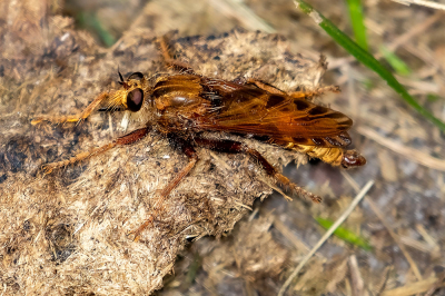 <i class='fa fa-user'></i>&nbsp;Louis56&nbsp;|  Hoornaarroofvlieg&nbsp; <i class='fa fa-eye'>&nbsp;56</i> &nbsp; <i class='fa fa-comment-o'>&nbsp;0</i>