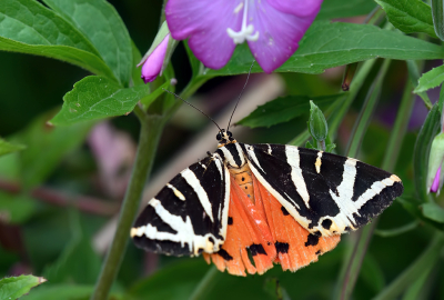 <i class='fa fa-user'></i>&nbsp;josephine&nbsp;|  Spaanse vlag&nbsp; <i class='fa fa-eye'>&nbsp;70</i> &nbsp; <i class='fa fa-comment-o'>&nbsp;3</i>