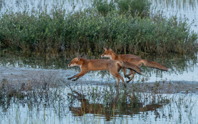 <i class='fa fa-user'></i>&nbsp;Eef Kieft&nbsp;|  Vos&nbsp; <i class='fa fa-eye'>&nbsp;122</i> &nbsp;<i class='fa fa-thumbs-up'>&nbsp;5</i> &nbsp; <i class='fa fa-comment-o'>&nbsp;6</i>