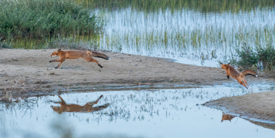 <i class='fa fa-user'></i>&nbsp;Eef Kieft&nbsp;|  Vos&nbsp; <i class='fa fa-eye'>&nbsp;137</i> &nbsp;<i class='fa fa-thumbs-up'>&nbsp;4</i> &nbsp; <i class='fa fa-comment-o'>&nbsp;5</i>