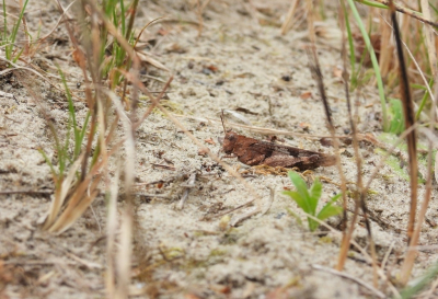 <i class='fa fa-user'></i>&nbsp;Jovanzo&nbsp;|  Blauwvleugelsprinkhaan&nbsp; <i class='fa fa-eye'>&nbsp;55</i> &nbsp; <i class='fa fa-comment-o'>&nbsp;2</i>