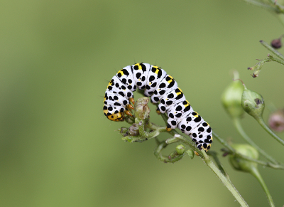 <i class='fa fa-user'></i>&nbsp;Paul Vandebroek&nbsp;|  Helmkruidvlinder&nbsp; <i class='fa fa-eye'>&nbsp;77</i> &nbsp;<i class='fa fa-thumbs-up'>&nbsp;4</i> &nbsp; <i class='fa fa-comment-o'>&nbsp;5</i>