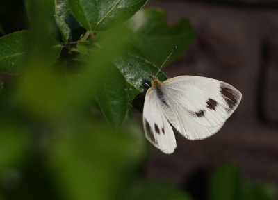 <i class='fa fa-user'></i>&nbsp;Ad Sprang&nbsp;|  Scheefbloemwitje&nbsp; <i class='fa fa-eye'>&nbsp;68</i> &nbsp;<i class='fa fa-thumbs-up'>&nbsp;2</i> &nbsp; <i class='fa fa-comment-o'>&nbsp;5</i>