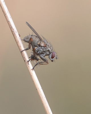 <i class='fa fa-user'></i>&nbsp;Johan van Gurp&nbsp;|  Coenosia tigrina&nbsp; <i class='fa fa-eye'>&nbsp;44</i> &nbsp;<i class='fa fa-thumbs-up'>&nbsp;2</i> &nbsp; <i class='fa fa-comment-o'>&nbsp;1</i>