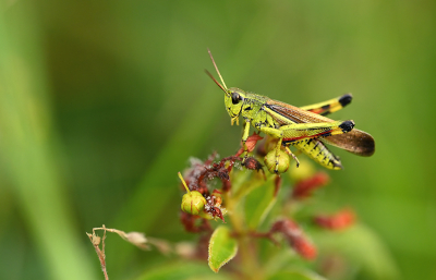 <i class='fa fa-user'></i>&nbsp;Eric Gibcus&nbsp;|  Moerassprinkhaan&nbsp; <i class='fa fa-eye'>&nbsp;43</i> &nbsp; <i class='fa fa-comment-o'>&nbsp;4</i>