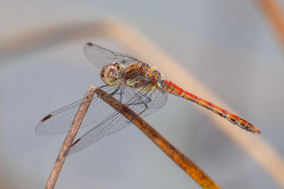 <i class='fa fa-user'></i>&nbsp;Louis56&nbsp;|  Bruinrode Heidelibel&nbsp; <i class='fa fa-eye'>&nbsp;45</i> &nbsp; <i class='fa fa-comment-o'>&nbsp;3</i>