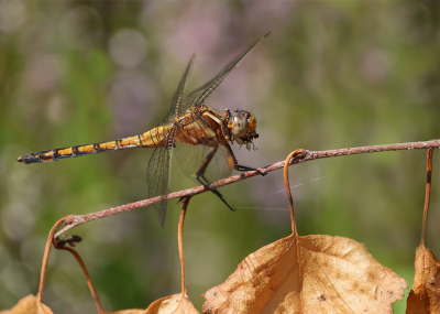 <i class='fa fa-user'></i>&nbsp;Jurgen Maassen&nbsp;|  Beekoeverlibel&nbsp; <i class='fa fa-eye'>&nbsp;52</i> &nbsp;<i class='fa fa-thumbs-up'>&nbsp;1</i> &nbsp; <i class='fa fa-comment-o'>&nbsp;6</i>