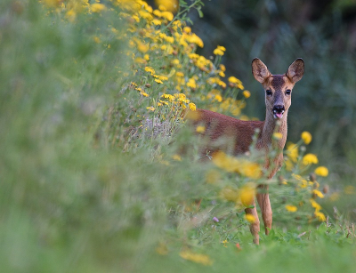 <i class='fa fa-user'></i>&nbsp;robert-jan&nbsp;|  Ree&nbsp; <i class='fa fa-eye'>&nbsp;68</i> &nbsp; <i class='fa fa-comment-o'>&nbsp;2</i>