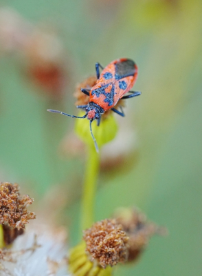 <i class='fa fa-user'></i>&nbsp;hesterb&nbsp;|  Vuurwants&nbsp; <i class='fa fa-eye'>&nbsp;49</i> &nbsp; <i class='fa fa-comment-o'>&nbsp;5</i>