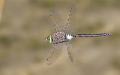 <i class='fa fa-user'></i>&nbsp;honderwa&nbsp;|  Zuidelijke Keizerlibel&nbsp; <i class='fa fa-eye'>&nbsp;62</i> &nbsp;<i class='fa fa-thumbs-up'>&nbsp;2</i> &nbsp; <i class='fa fa-comment-o'>&nbsp;4</i>