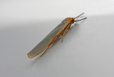 <i class='fa fa-user'></i>&nbsp;Cor&nbsp;|  Vaal Kokerbeertje&nbsp; <i class='fa fa-eye'>&nbsp;52</i> &nbsp; <i class='fa fa-comment-o'>&nbsp;9</i>