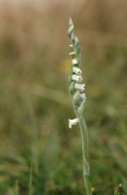 <i class='fa fa-user'></i>&nbsp;ko katsman&nbsp;|  Herfstschroeforchis&nbsp; <i class='fa fa-eye'>&nbsp;66</i> &nbsp; <i class='fa fa-comment-o'>&nbsp;2</i>