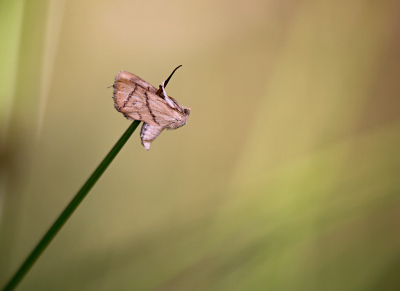 <i class='fa fa-user'></i>&nbsp;Pieter  LJ&nbsp;|  Slakrups&nbsp; <i class='fa fa-eye'>&nbsp;94</i> &nbsp;<i class='fa fa-thumbs-up'>&nbsp;2</i> &nbsp; <i class='fa fa-comment-o'>&nbsp;4</i>