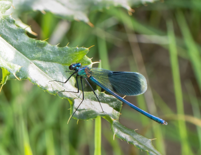 <i class='fa fa-user'></i>&nbsp;JohnSaxofoon&nbsp;|  Weidebeekjuffer&nbsp; <i class='fa fa-eye'>&nbsp;39</i> &nbsp; <i class='fa fa-comment-o'>&nbsp;1</i>