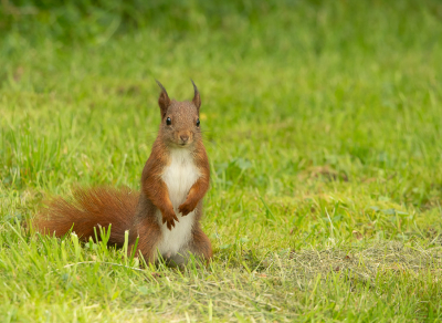 <i class='fa fa-user'></i>&nbsp;Truus Aletta Maan&nbsp;|  Eekhoorn&nbsp; <i class='fa fa-eye'>&nbsp;57</i> &nbsp;<i class='fa fa-thumbs-up'>&nbsp;1</i> &nbsp; <i class='fa fa-comment-o'>&nbsp;3</i>