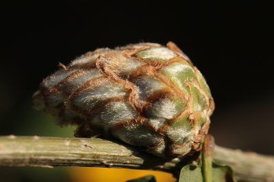 <i class='fa fa-user'></i>&nbsp;frbeuming&nbsp;|  Ananasgalwesp&nbsp; <i class='fa fa-eye'>&nbsp;48</i> &nbsp; <i class='fa fa-comment-o'>&nbsp;0</i>