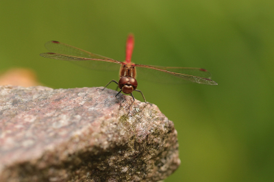 <i class='fa fa-user'></i>&nbsp;frbeuming&nbsp;|  Steenrode Heidelibel&nbsp; <i class='fa fa-eye'>&nbsp;39</i> &nbsp; <i class='fa fa-comment-o'>&nbsp;2</i>