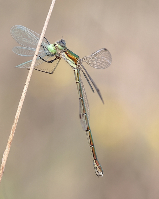 <i class='fa fa-user'></i>&nbsp;Johan van Gurp&nbsp;|  Tengere Pantserjuffer&nbsp; <i class='fa fa-eye'>&nbsp;69</i> &nbsp;<i class='fa fa-thumbs-up'>&nbsp;8</i> &nbsp; <i class='fa fa-comment-o'>&nbsp;4</i>