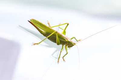 Het was licht bewolkt. M'n vrouw kwam thuis met de oude en zei dat er een groot insect op het achterraam van de auto zit. Toen ik aankwam zat hij op het dak. De foto is gemaakt toen hij op het raam van de rechter portier zat.