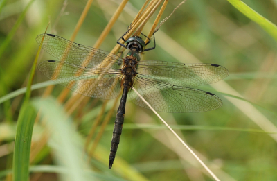 <i class='fa fa-user'></i>&nbsp;Jelle Bakker&nbsp;|  Gevlekte Glanslibel&nbsp; <i class='fa fa-eye'>&nbsp;62</i> &nbsp;<i class='fa fa-thumbs-up'>&nbsp;3</i> &nbsp; <i class='fa fa-comment-o'>&nbsp;4</i>