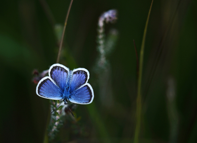 <i class='fa fa-user'></i>&nbsp;Pieter  LJ&nbsp;|  Heideblauwtje&nbsp; <i class='fa fa-eye'>&nbsp;68</i> &nbsp;<i class='fa fa-thumbs-up'>&nbsp;1</i> &nbsp; <i class='fa fa-comment-o'>&nbsp;4</i>